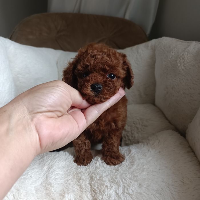 Дввчинка міні той пудель Китай. Ми в Києві