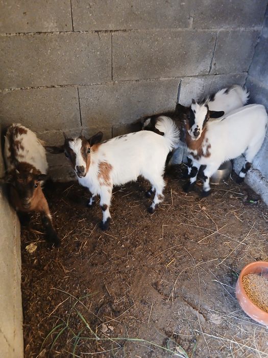 Casal de cabras anãs