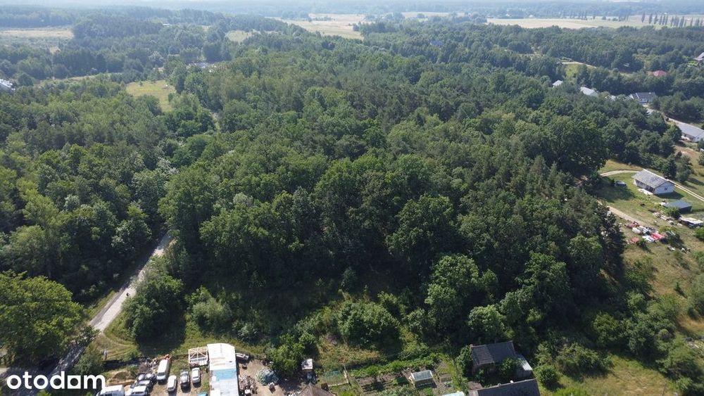 Myślisz, że 60 zł/m2 za las to oszustwo?