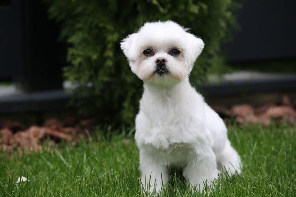В‘язка Мальтез Мальтійська болонка