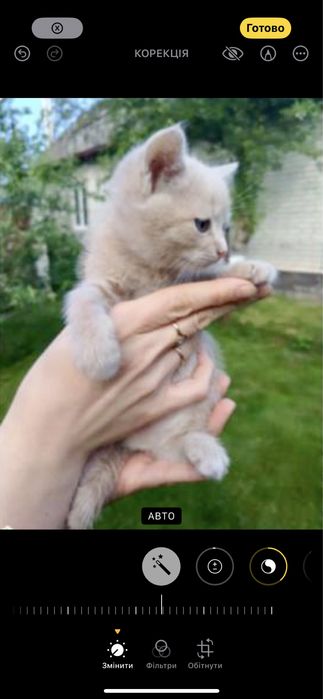 Кошенята (сіре, руде)