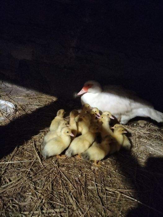 Patos Mudos de boa qualidade