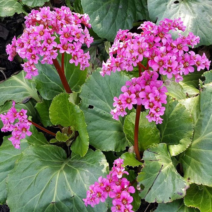 Bergenia sercolistna- sadzonki