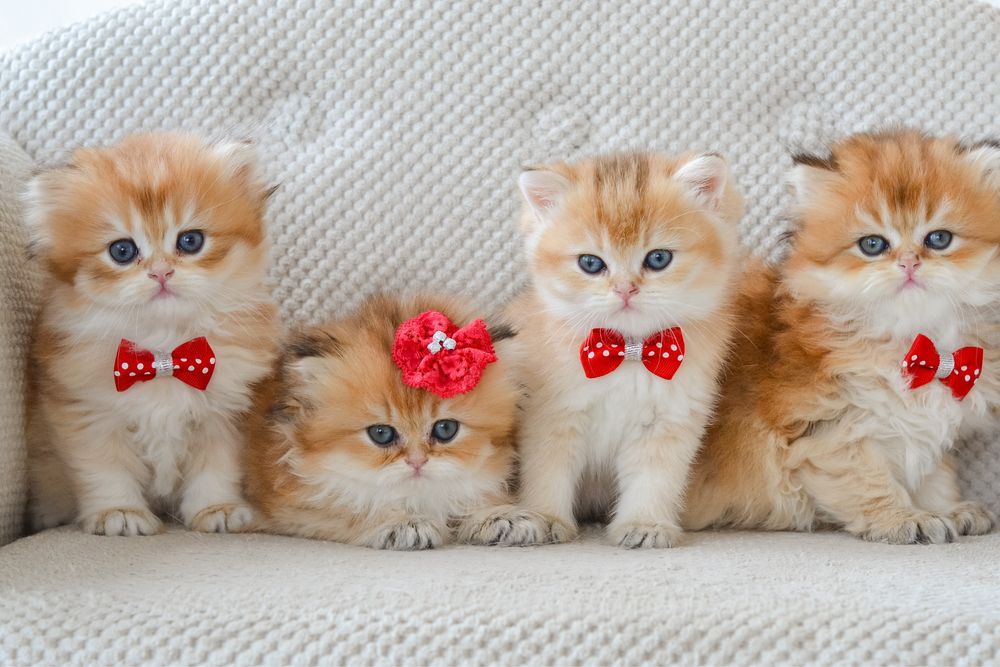 Золотые малыши британцы