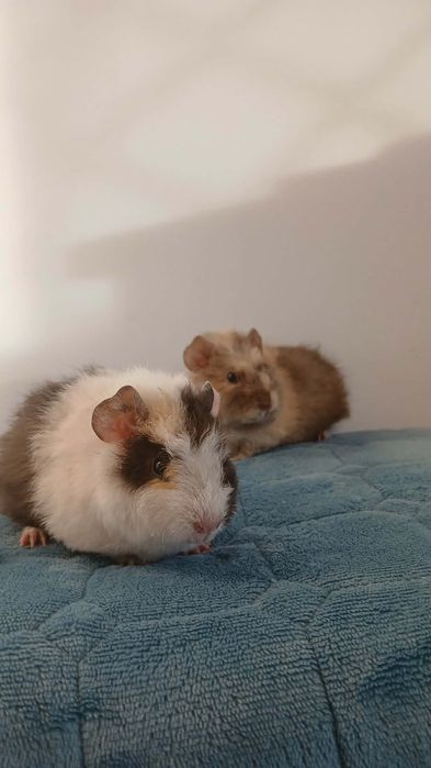 Sprzedam świnki morskie 5tygodniowe