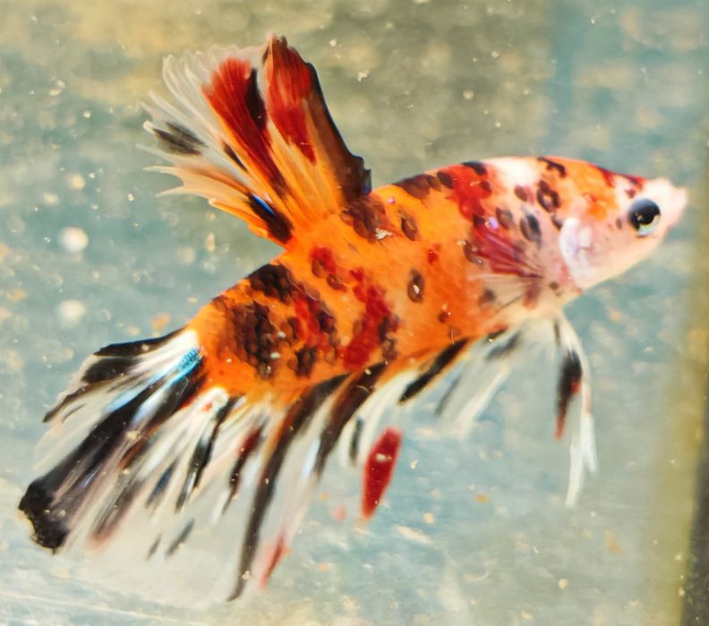 Bojownik nemo long fin samiec Aquafizz Creative