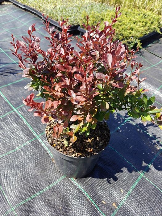 Berberys Thunberga Atropurpurea Nana
