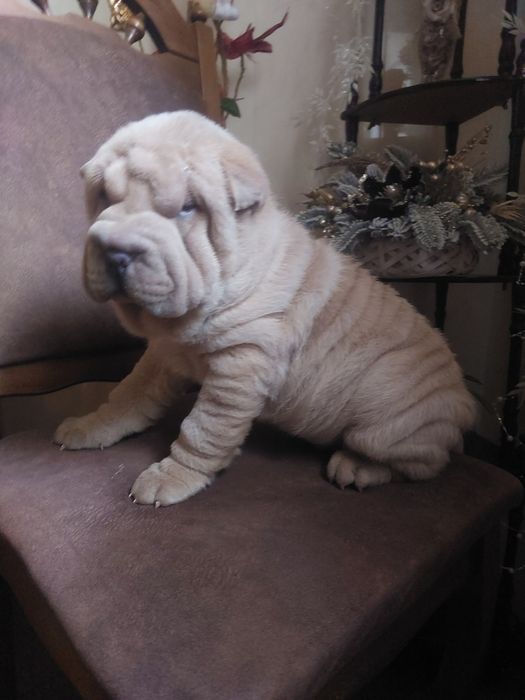 Изабелловый мальчик шарпея.