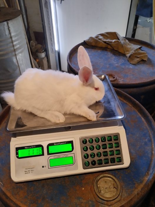 Термонська біла.