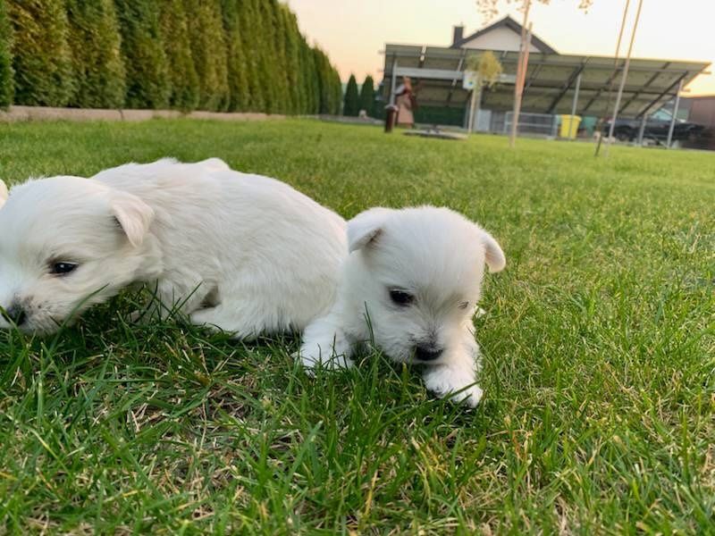 West Highland White Terrier gotowe do odbioru
