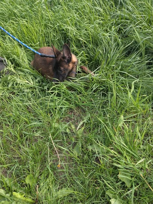 Owczarek belgijski malinois