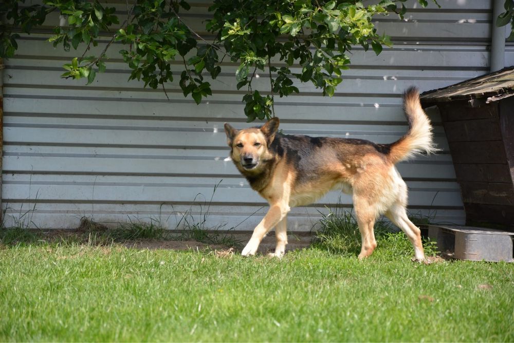 Simba-pies szuka doswiadczonego domu! Adopcja