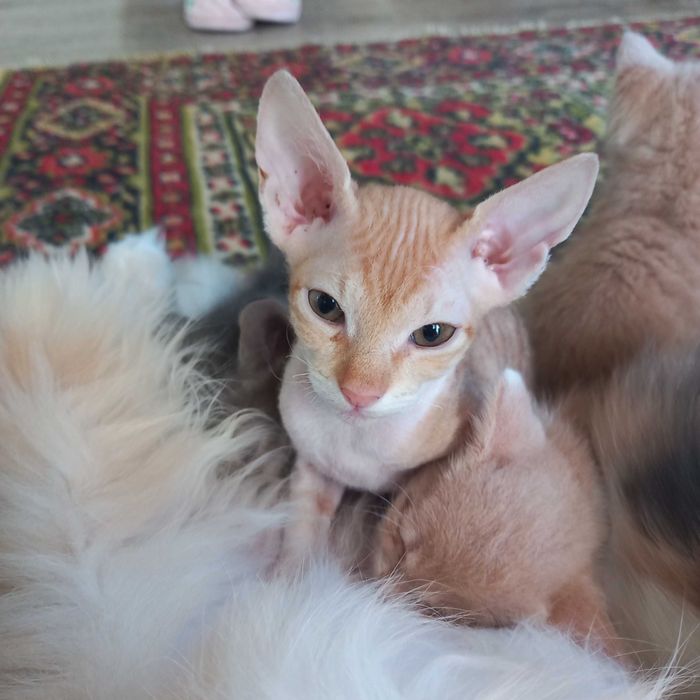 Віддам кошенят в добрі руки