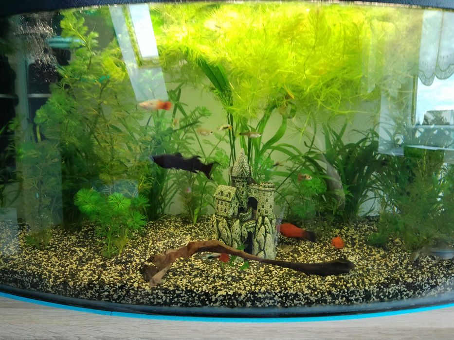 Akwarium z życiem