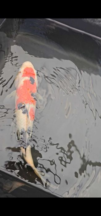 Carpa koi sanke 35cm