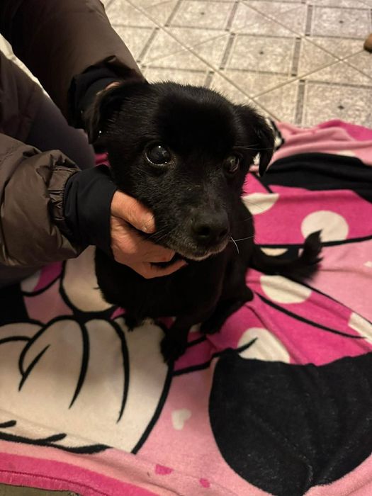 Miniaturowy Tolek szuka domu