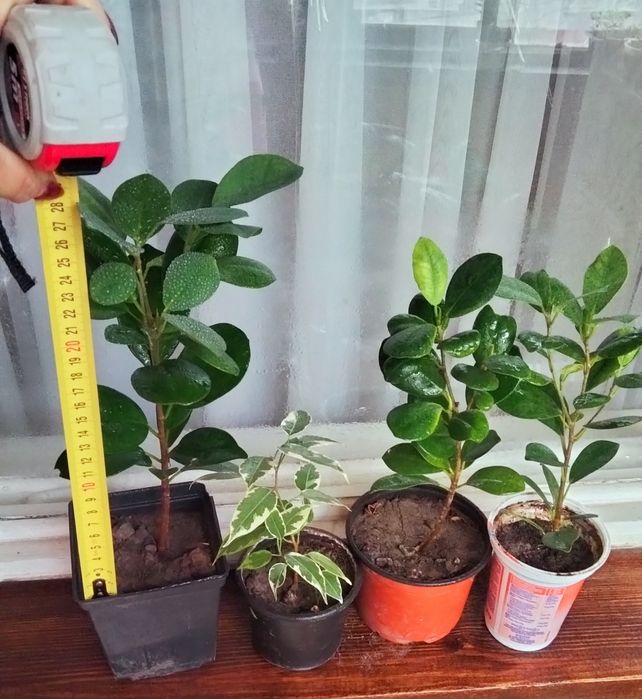 Кімнатні рослини продам