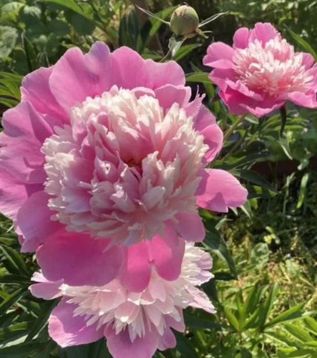 Пион розовый