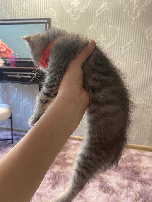 Віддам котика безкоштовно