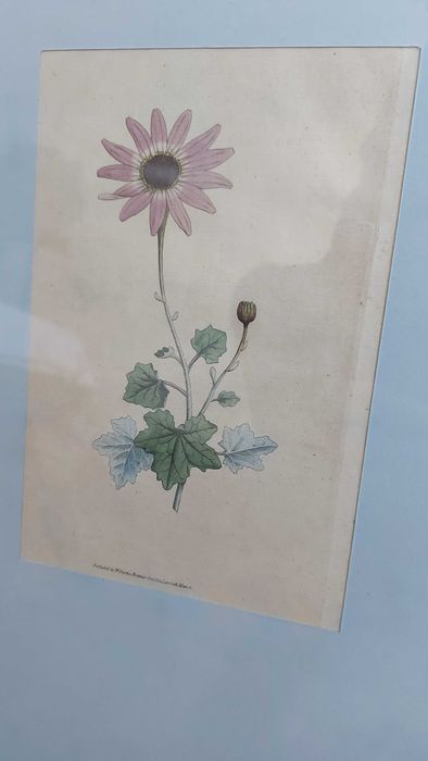 Gravuras de botânica Séc. VIII