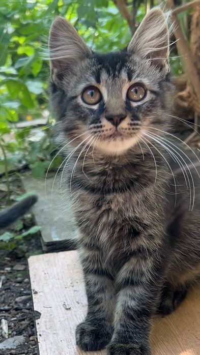 Котик у добрі руки