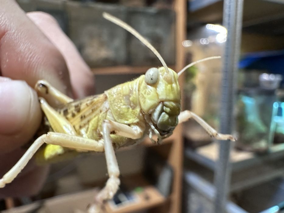 Szarańcza pustynna Łódź 10 sztuk