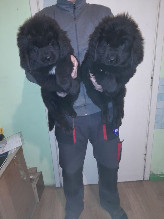 Nowofundland Nowofunland