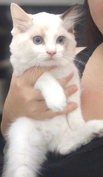 Ragdoll piękne kocięta z rodowodem