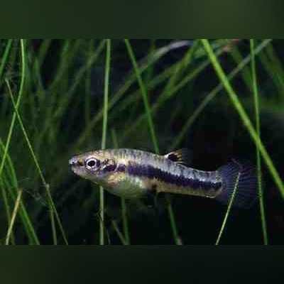 Drobniczka jednodniówka - Heterandria formosa
