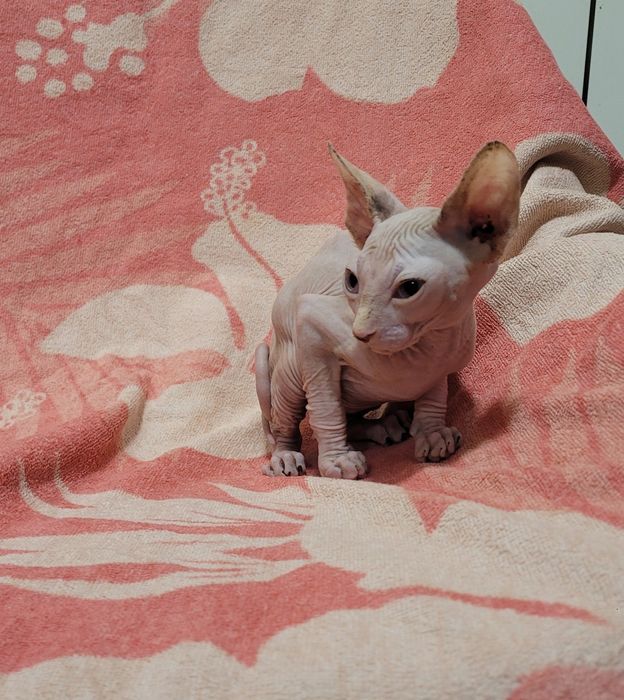 Gatinha sphynx bebé