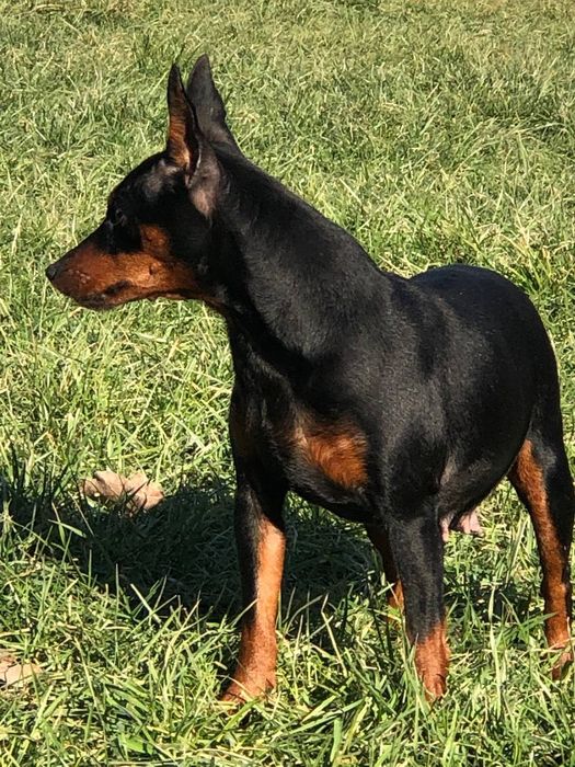 Цвергпінчер ,міні пінчер,міні доберман ,