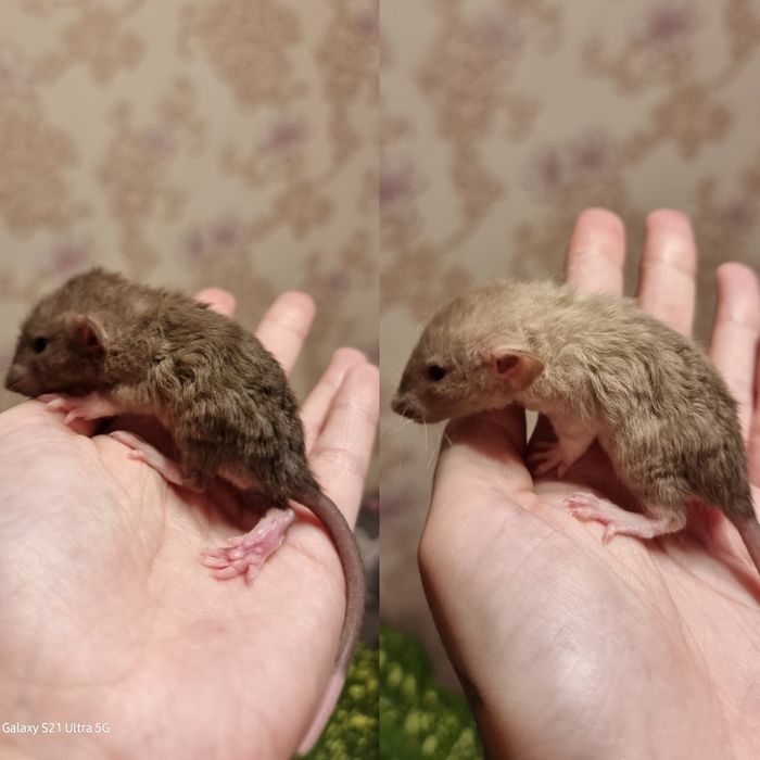 Крыса рекс девочки