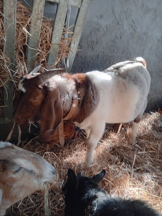 Chibo boer perto de 1 ano de idade