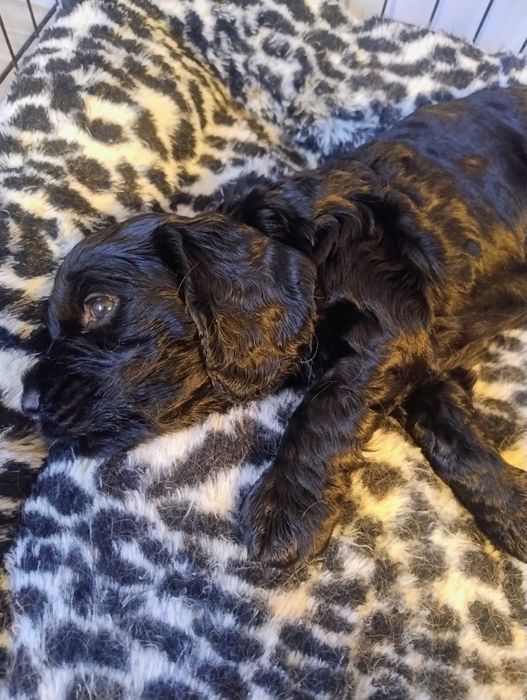 Cocker Spaniel Angielski
