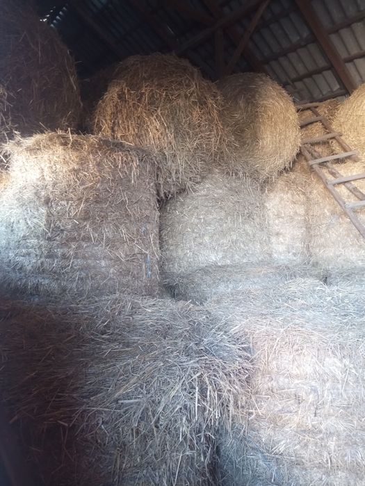 Sprzedam suchą słomę