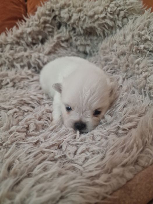 Spitz Alemão Anão Menino
