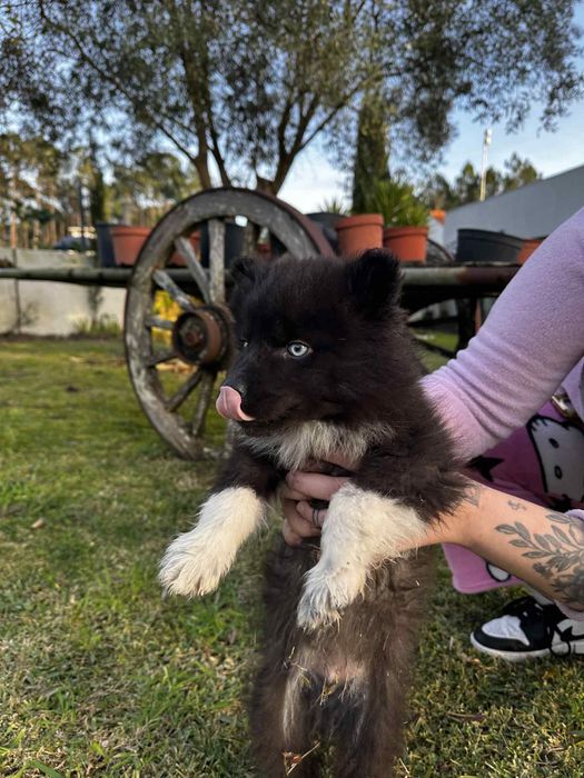 Husky siberiano macho