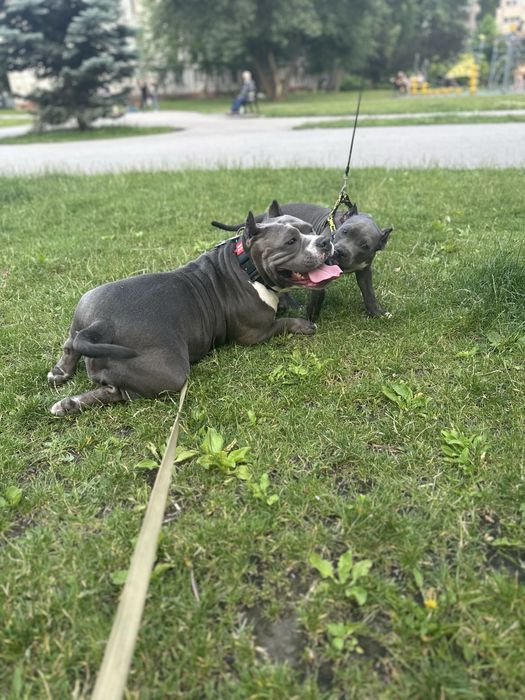 Девочки AM BULLY