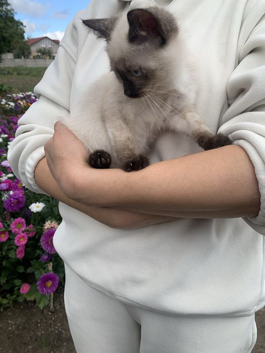Кошеня киця сіамська