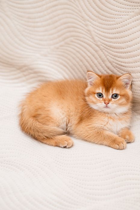 В'язка золота шиншила