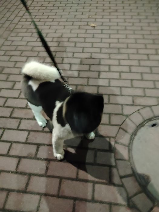 Akita Amerykańska   2,5 mca piesek