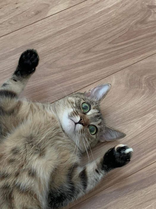 Poszukiwana  kotka Kika