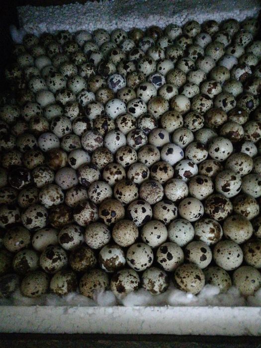 Інкубаційні яйця перепілок .Инкубационные яйца перепелов породы Техасс