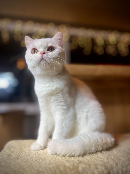 Kot Brytyjski  Biały Rodowód World Cat Federation