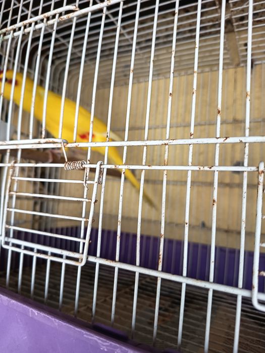 Kakaraki macho para venda amarelo