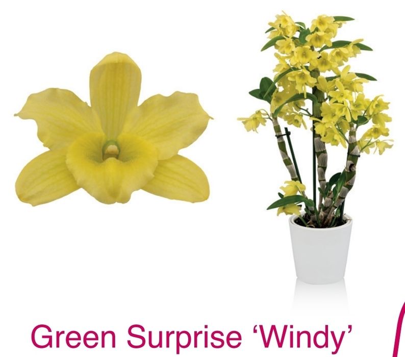 Дендробіум Green Surprise "Windy"