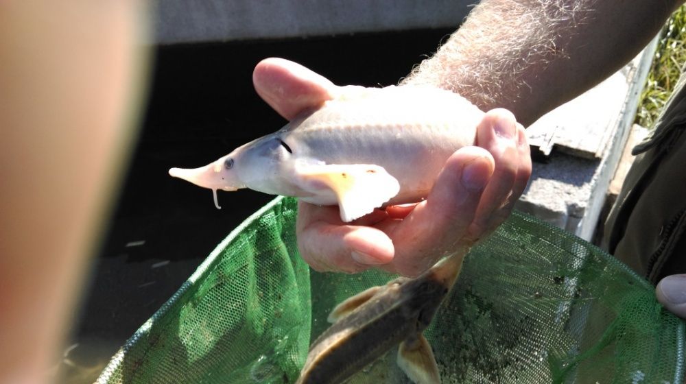 Jesiotr Rosyjski Syberyjski Bester RS Siewruga Sterlet biały Węgorz