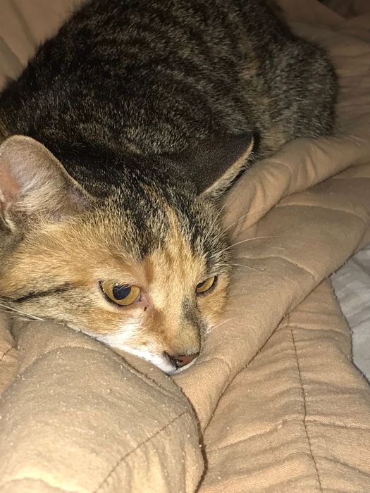 Знайшлася кішечка