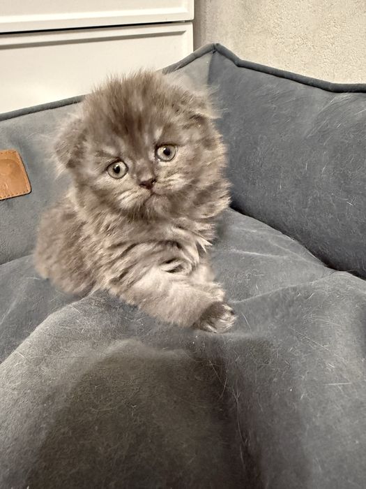 Кошеня Scottish Fold