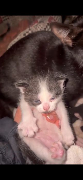 Gatinhos para adoção